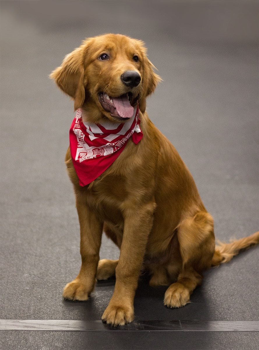 Rocktape Bandana